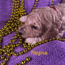 Poodle Puppies from Shepherd's Run Aussies and Poodles