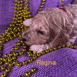 Poodle Puppies from Shepherd's Run Aussies and Poodles
