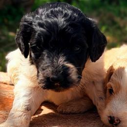 Chandelure - Parti female Goldendoodle puppy in Captain Cook, Hawaii from Big Island Goldendoodles