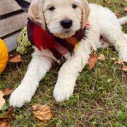 Toby- tan - Apricot male Goldendoodle puppy in Carlton, Minnesota from Lakeside Doodles MN