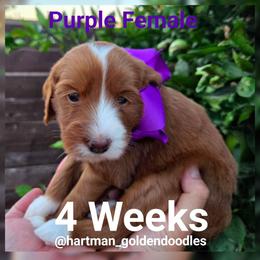 Purple - Red  female Goldendoodle puppy in Upland, California from Hartman Goldendoodles