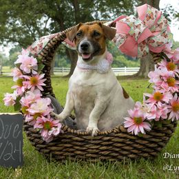 Russell Terrier Puppies from Diamond D Jacks