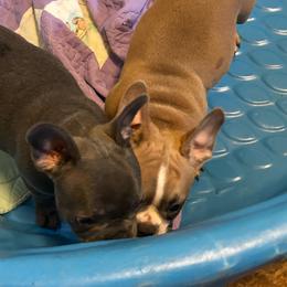 French Bulldog puppies from Lovemyfrenchies – Stoddard Frenchbulldog's