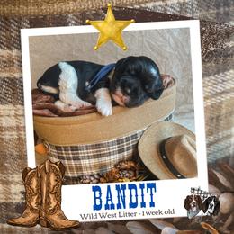 Bandit - Black white and tan male English Springer Spaniel puppy in Albany, Minnesota from Farm Fresh Labradors & English Springers