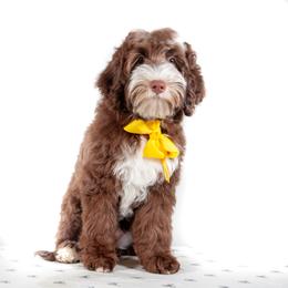 Yellow Collar Girl - Chocolate female Australian Labradoodle puppy in Statesville, North Carolina from Rose Cottage Labradoodles