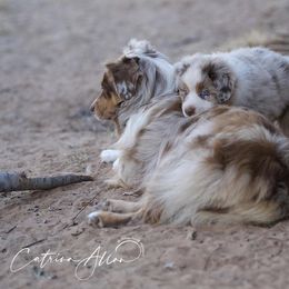 Australian Shepherd Puppies from Silverland Aussies