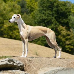 Athena - Whippet