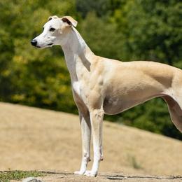 Athena - Whippet
