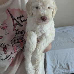 Master Yoda - White male Poodle puppy in Southfield, Michigan from Standard Hearts