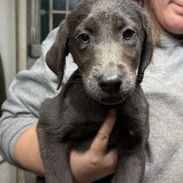 Windy - Dilute Retriever puppy from Chickentown Labradors