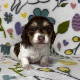 Oliver - Chocolate and cream male Dachshund puppy in Poteau, Oklahoma from Sisters Dazzling Dachshunds