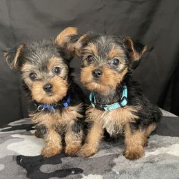 Yorkshire Terrier Puppies from Purple Ribbon Yorkie Kennel