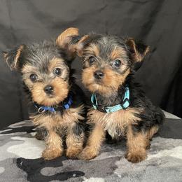 Yorkshire Terrier Puppies from Purple Ribbon Yorkie Kennel