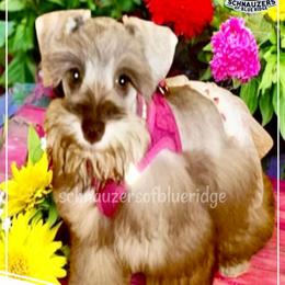 FAITH - Miniature Schnauzer