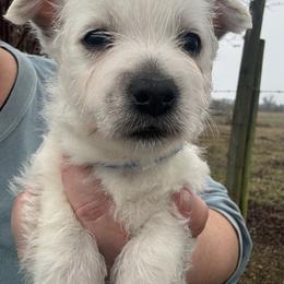 Blue boy - White male West Highland White Terrier puppy in Cullman, Alabama from Twin Lake Westies