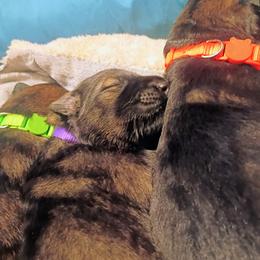 German Shepherd Puppies from Samhain Shepherds