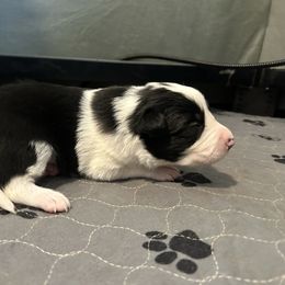 Zebra Cake - Black and white male Border Collie puppy in Franklin, Maine from Broad Meadow Borders