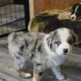 Elizabeth - Blue merle female Miniature Australian Shepherd puppy in Crestline, California from Haugen's Minis