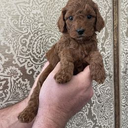 Pink girl - Red  female Goldendoodle puppy in Palo Cedro, California from Goosehill Doodles