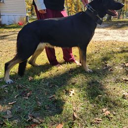 Azula - German Shepherd