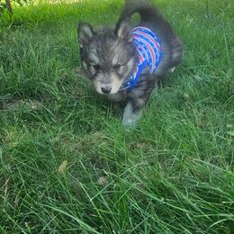 Echo - Agouti and white male Siberian Husky puppy in Louisville, Kentucky from Wild Hunt Huskies