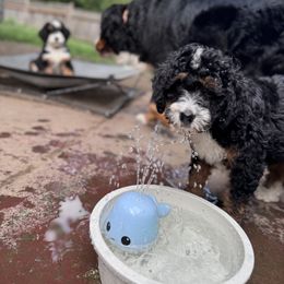 Bernedoodle Puppies from Bern'N Love Doodles