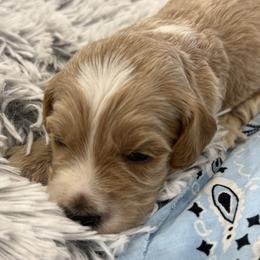 Atlas - Cream male Goldendoodle puppy in Ambrose, Georgia from Brandilyn's Aussies