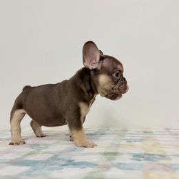 Kobe - Liver male French Bulldog puppy in Phoenix, Arizona from JK French Bulldog Kennel