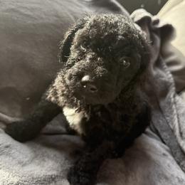 Aussiedoodle Puppies from Vali Girl Aussiedoodles