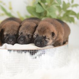 Shiba Inu puppies from Kenny Cave K9s