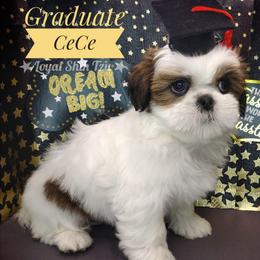 Lucy - Black gold and white female Shih Tzu puppy in Peoria, Arizona from Loyal Shih Tzu