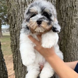 Lilac - Blue merle Bernedoodle puppy in Springfield, Missouri from PoodlelyDoodlely