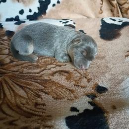 Boy 2 - Blue male German Shepherd puppy in Cochise, Arizona from Freiheit Von Himmel  Shepherds