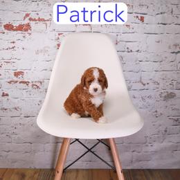 Patrick - Red  male Goldendoodle puppy in Calhoun, Georgia from Happy Top Doodles
