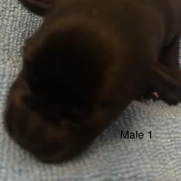 Male 1 - Black male Miniature Schnauzer puppy in Granville, Ohio from Shull Mini Schnauzers