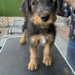 Pink - Black and tan female Airedale Terrier puppy in Tucson, Arizona from Topline Airedale Terriers
