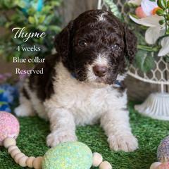 Thyme-nlue collar - Brown and white male Saint Berdoodle puppy in Paw Paw, Michigan from ProAct Canines