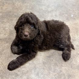 Glue Stick - Brown male Bernedoodle puppy in Banner Elk, North Carolina from Walnut Tree Bernedoodles