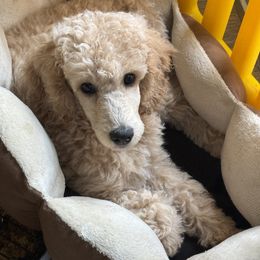 Girl 3 - Cream female Poodle puppy in Port Orange, Florida from Daytona’s Standard Poodles