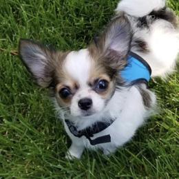 Chihuahua Puppies from HaloHavenChihuahuas