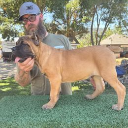 Sage green collar - Fawn male Cane Corso puppy in Morgan Hill, California from Corso Empire