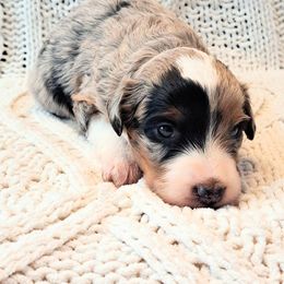 Girl 3 - female Miniature Australian Shepherd puppy in Moscow, Idaho from Panhandle Australian Shepherds