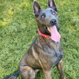Domina - Belgian Malinois