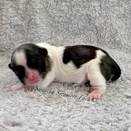 Brindle and White Male - Brindle and white male Shih Tzu puppy in Crawfordsville, Indiana from Swaying Sycamore Farm