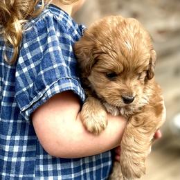 Alpine - Apricot female Aussiedoodle puppy in Paoli, Indiana from Brambleberry Doodles