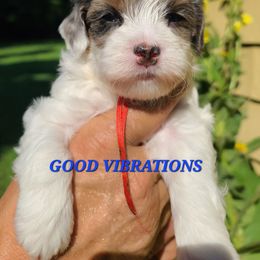 GOOD VIBRATIONS - Parti male Poodle puppy in Mansfield Center, Connecticut from Arrfs Poodles
