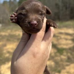 Cylee x Bandit green collar - Chocolate female Dachshund puppy in Delano, Tennessee from Olive Branch Acres