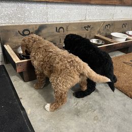 Saint Berdoodle Puppies from Highland Ridge Doodles