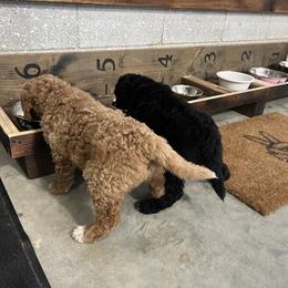 Saint Berdoodle Puppies from Highland Ridge Doodles