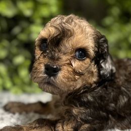 Cavapoos from Min’s Cava-Cuties